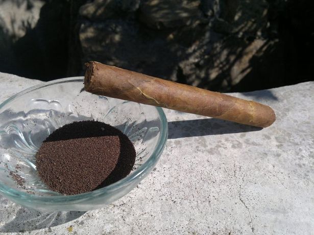 Pavel Jelínek - pěstování tabáku, semínka