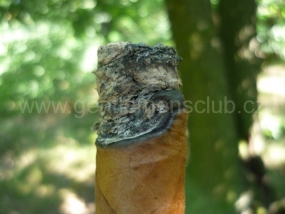 Romeo y Julieta Habana Reserve