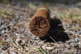 NUB 460 Connecticut